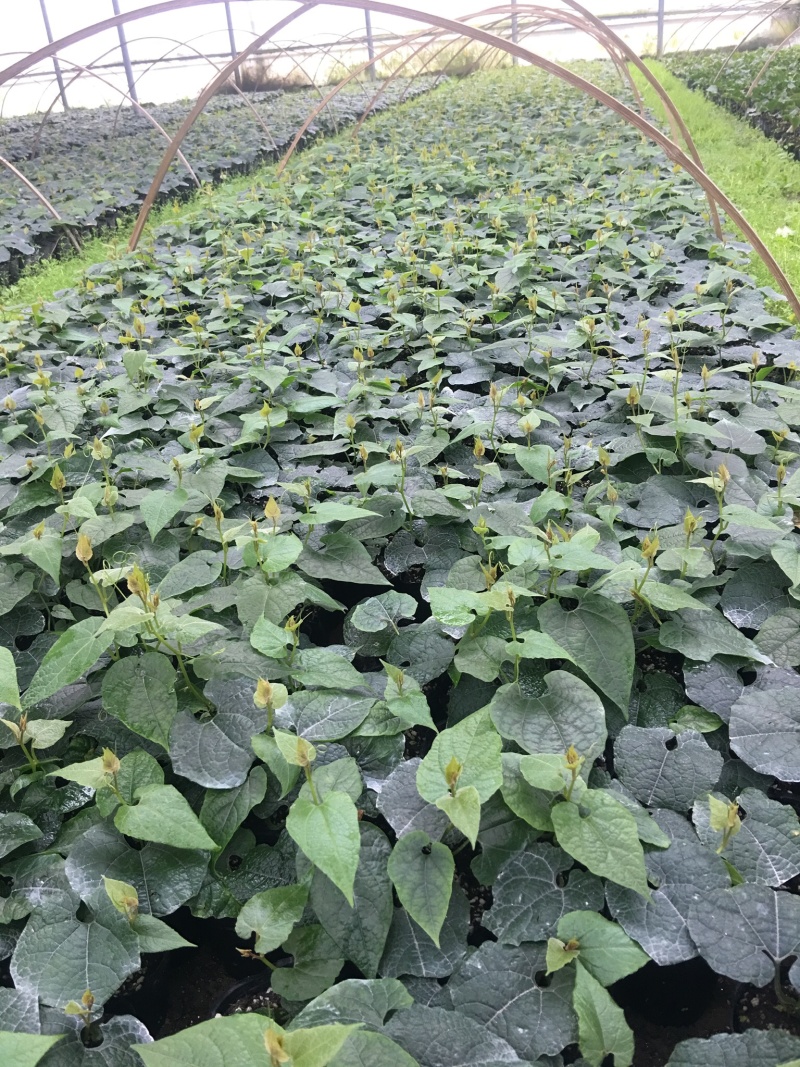 罗汉果优质苗、罗汉果种苗（桂林轶凡农业）