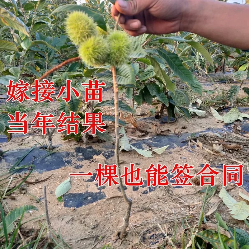 板栗树果苗嫁接苗树苗南北方种植高产