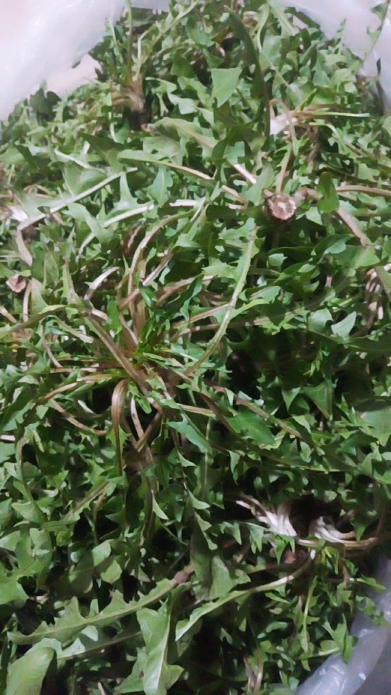 新鲜蒲公英鲜婆婆丁现挖现发蘸酱菜可一件代发社区团购量大优