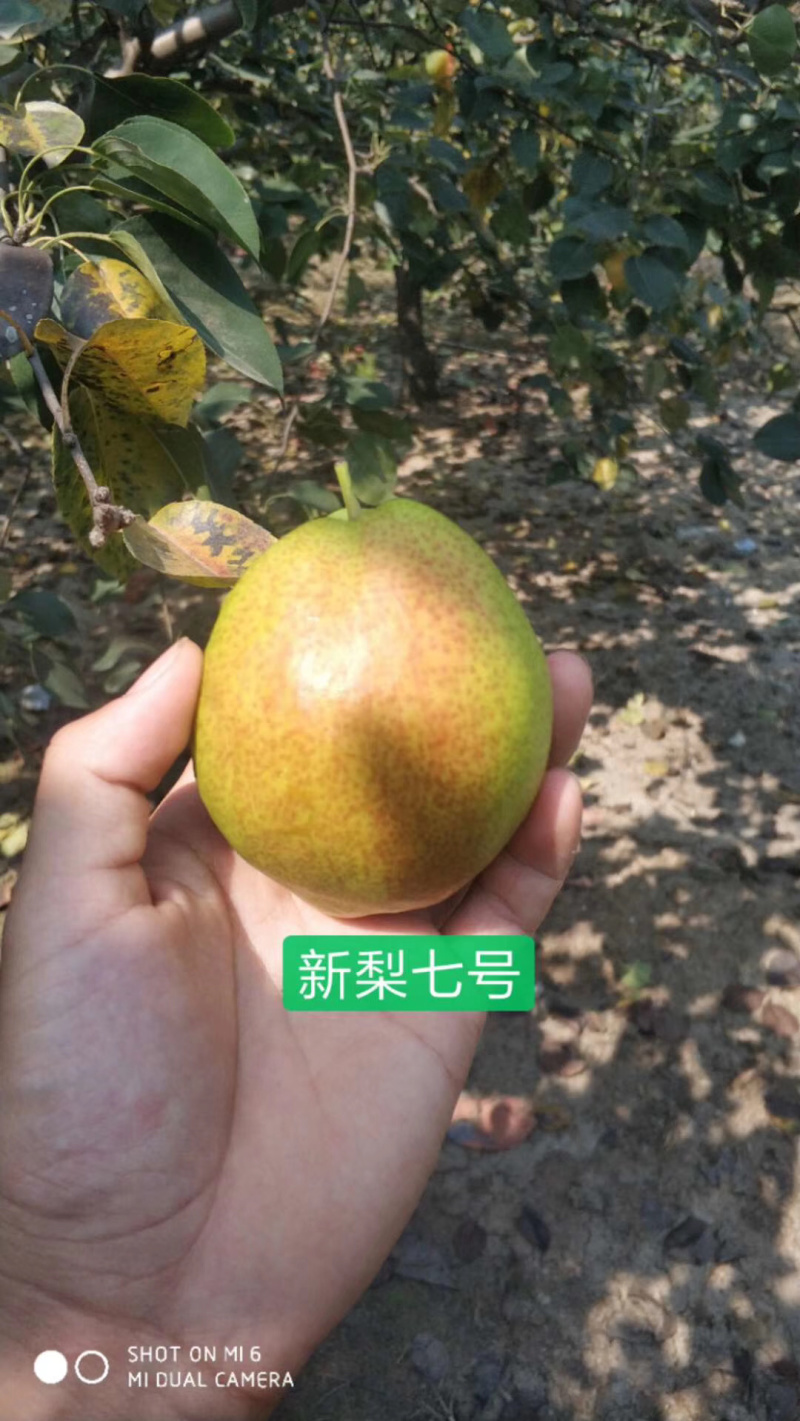 出售梨树苗皇冠玉露香秋月新梨七号红香酥奥红一号
