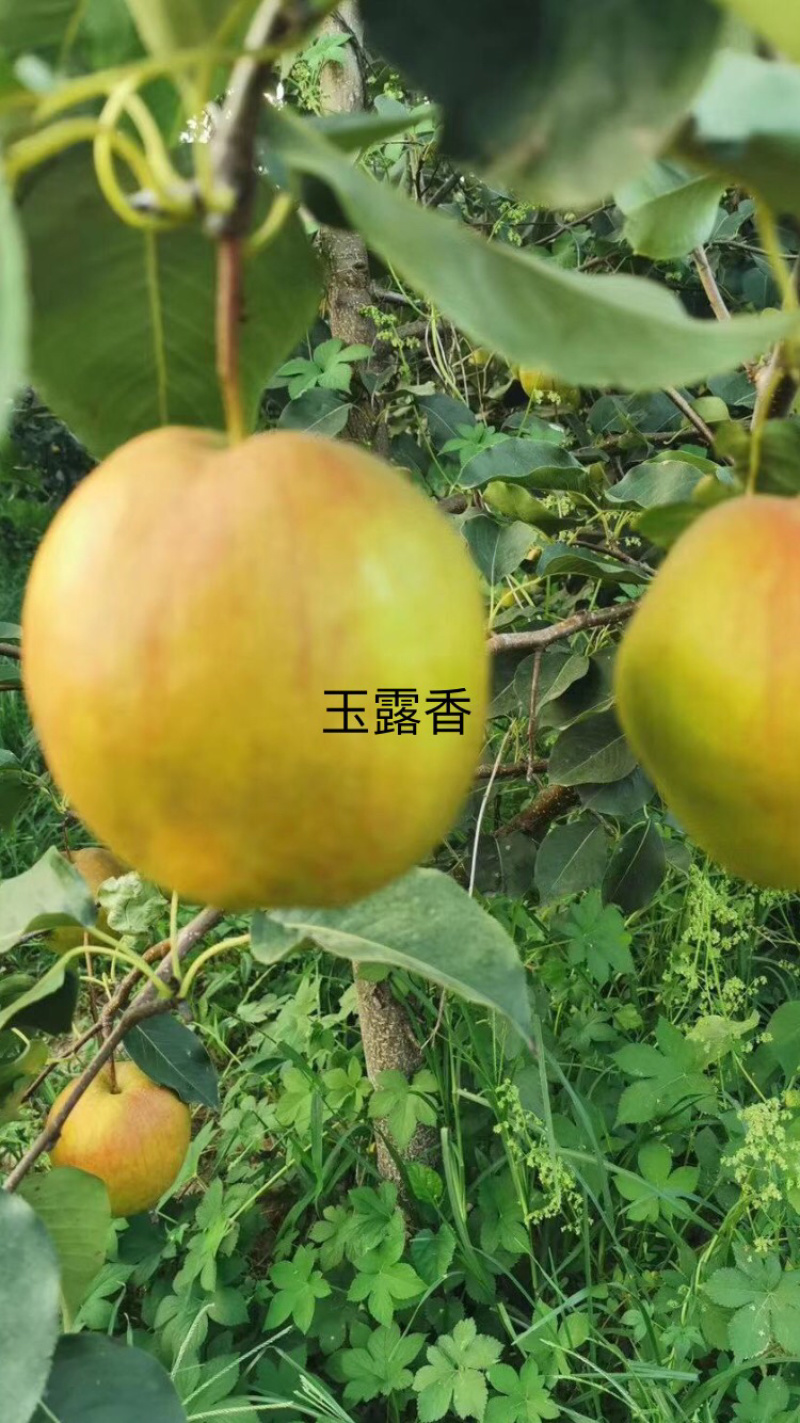 出售梨树苗皇冠玉露香秋月新梨七号红香酥奥红一号