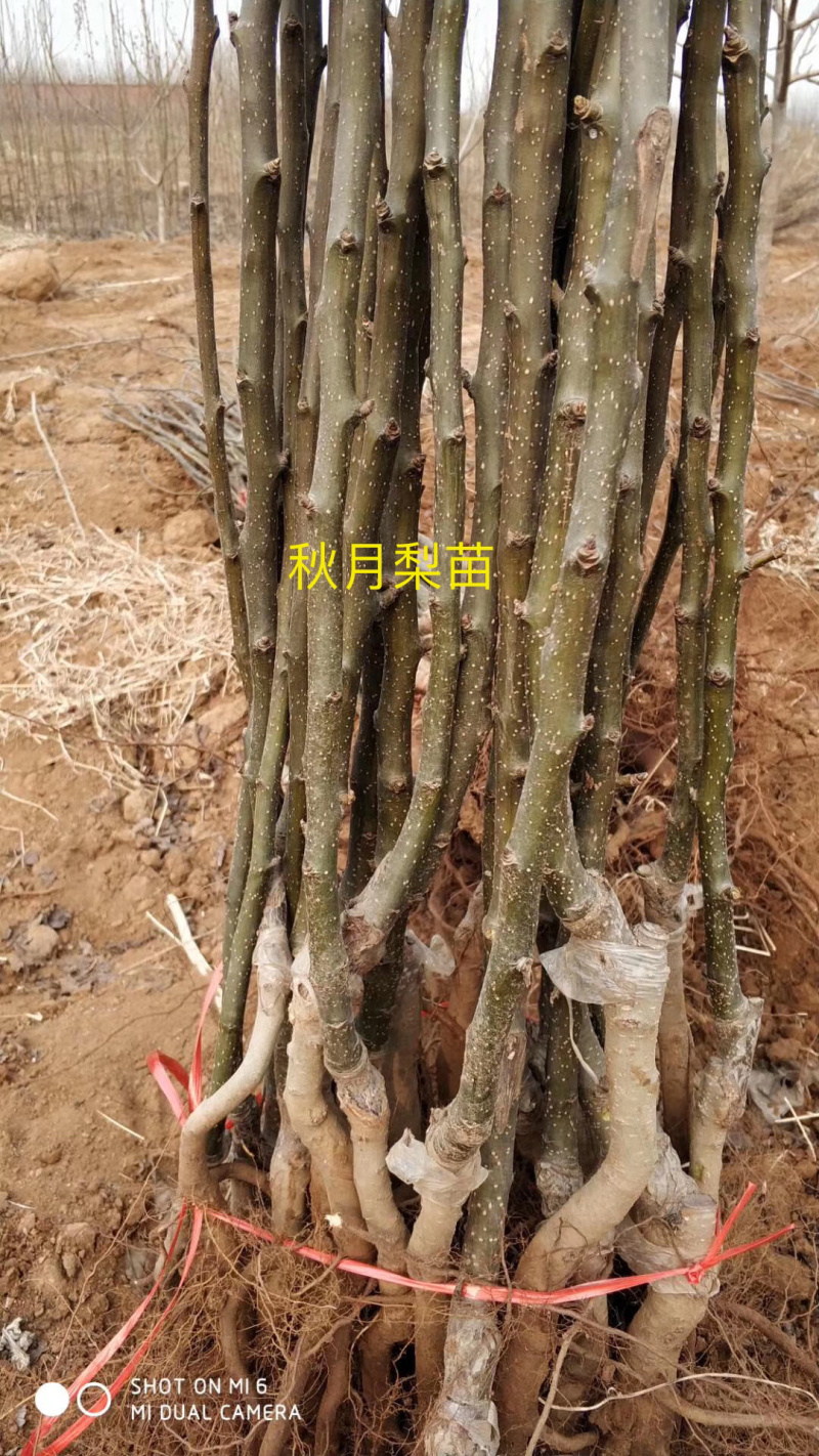 出售梨树苗皇冠玉露香秋月新梨七号红香酥奥红一号