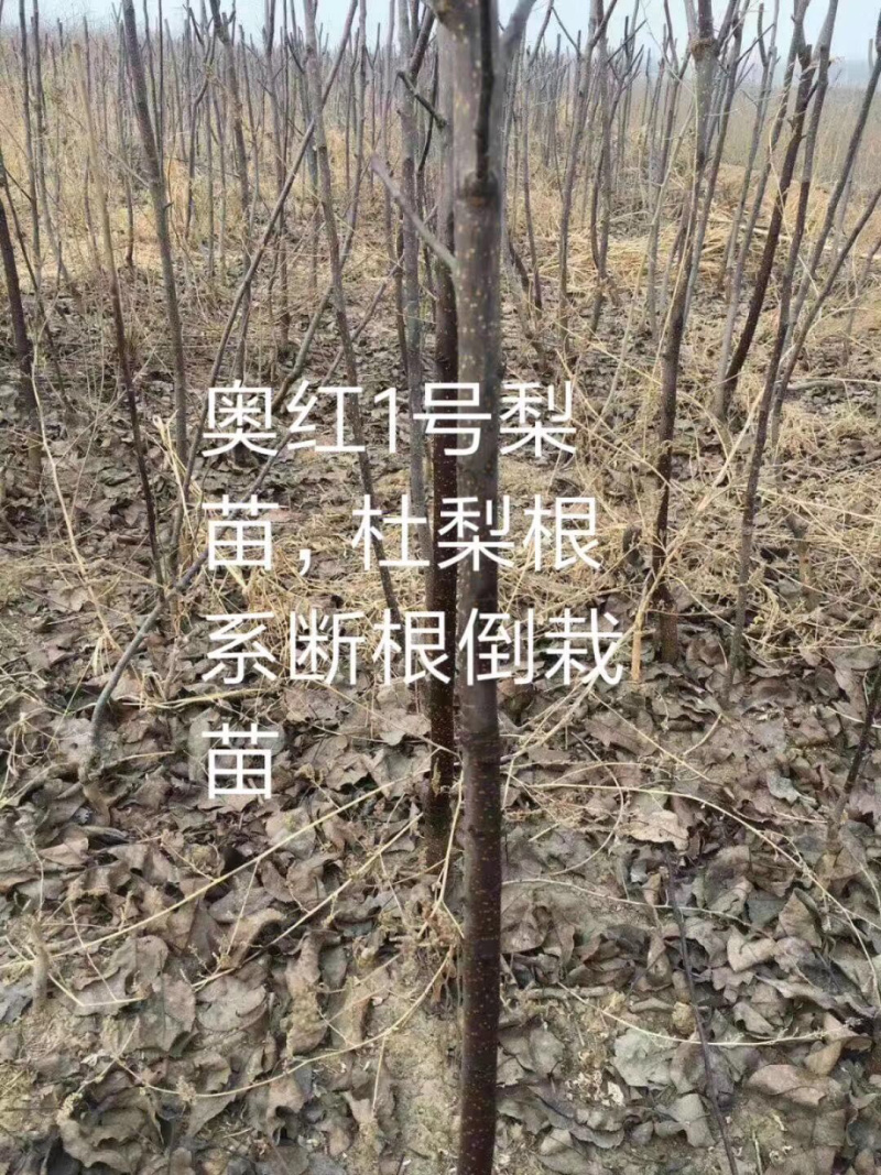 出售梨树苗皇冠玉露香秋月新梨七号红香酥奥红一号