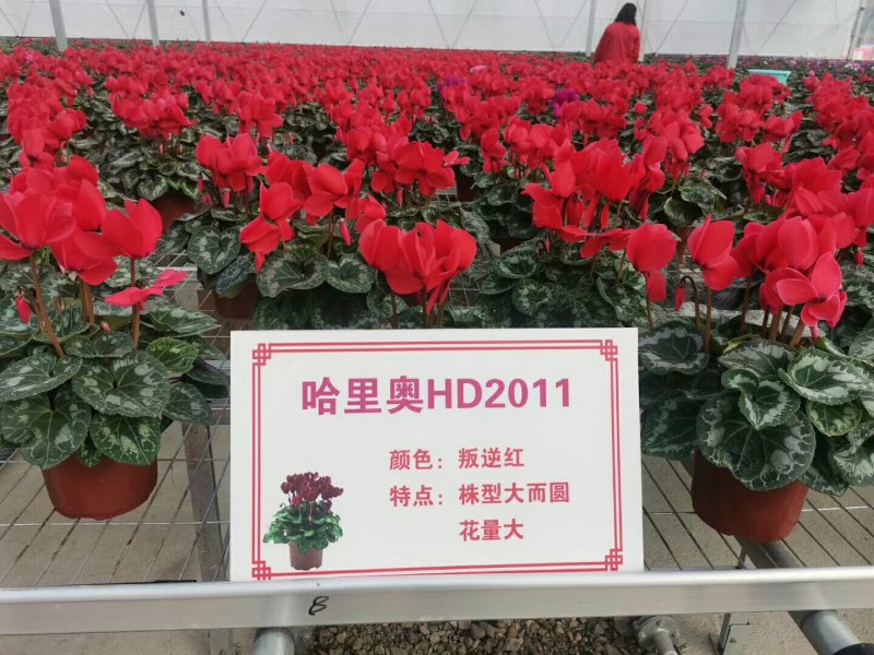 仙客来