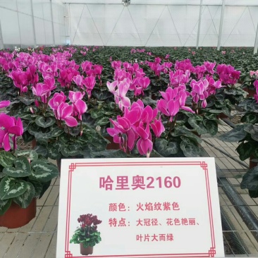 仙客来