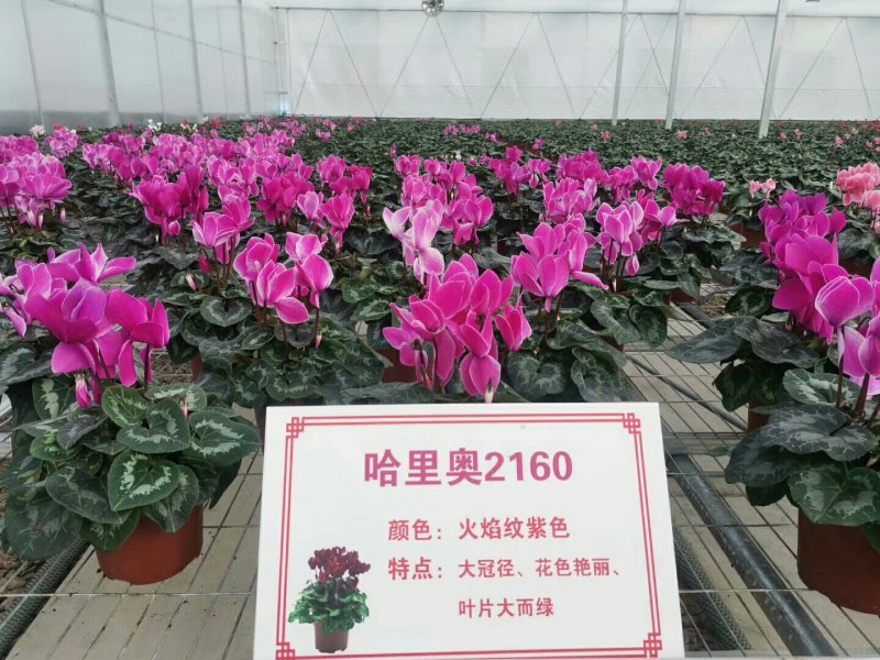 仙客来