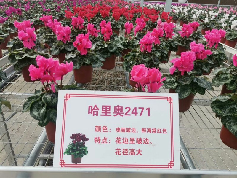 仙客来