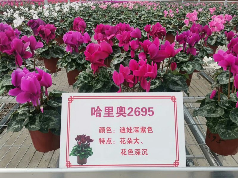 仙客来