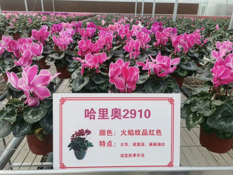 仙客来