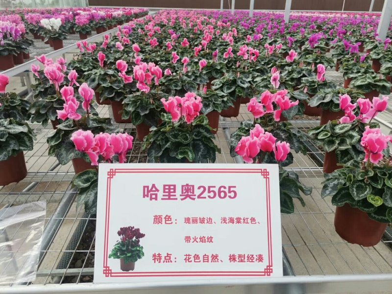 仙客来