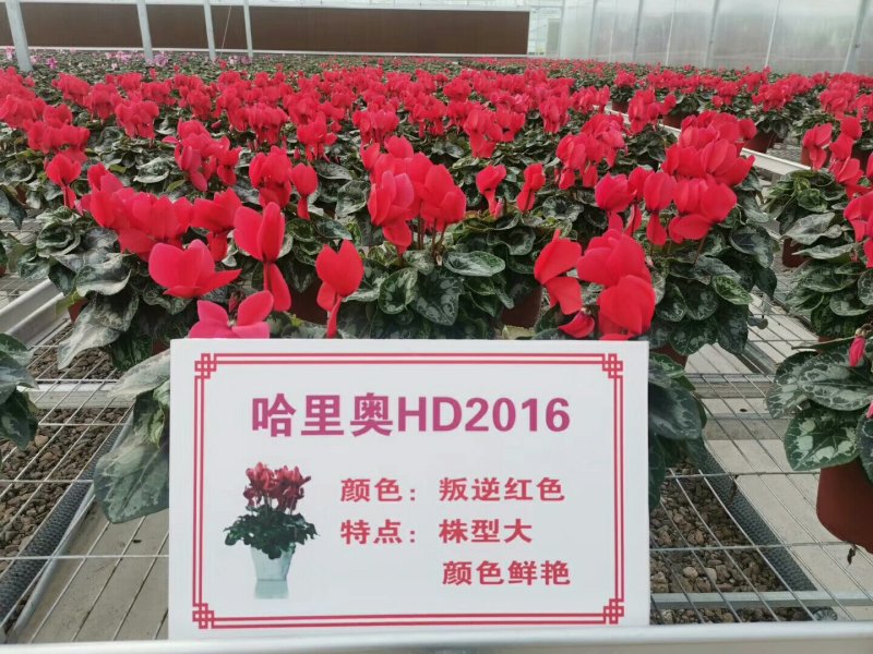 仙客来