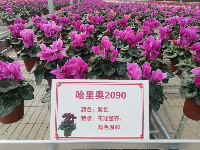 仙客来