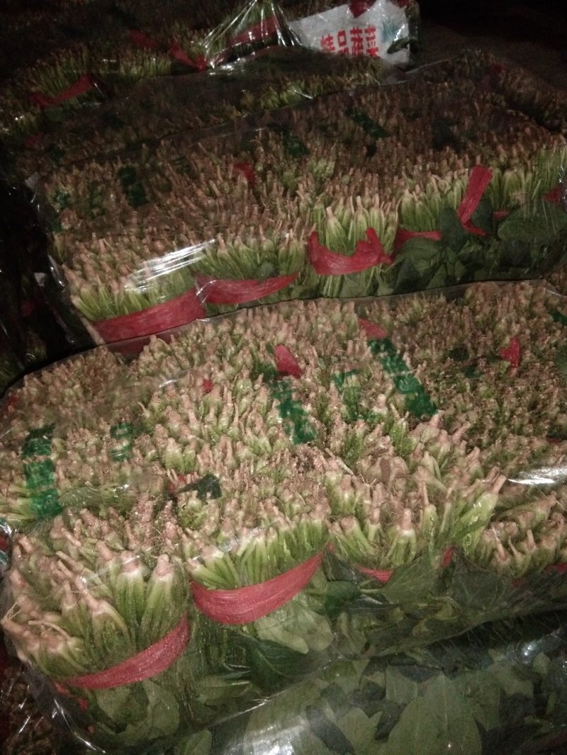精品菠菜装箱打捆各种规格都有专业加工团队货源充足