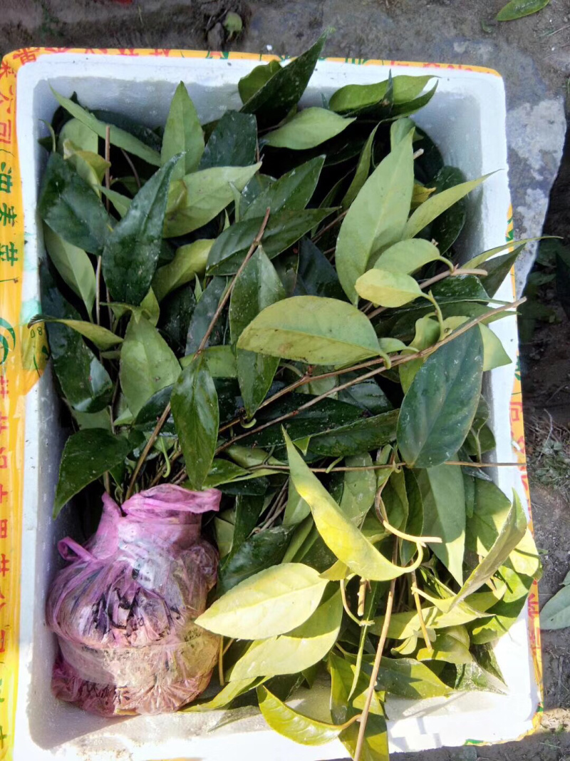 🔥热销【企业认证】布福娜树苗品种纯包活包技术