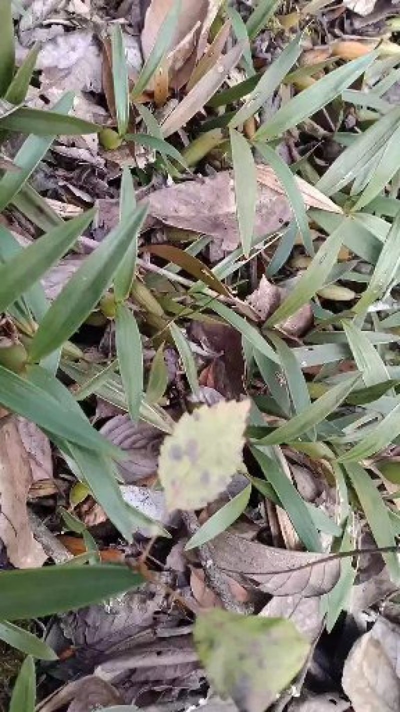 石橄榄