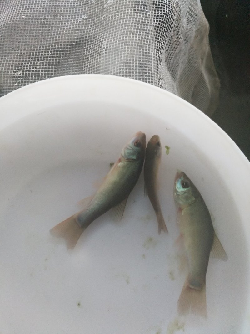 （包邮价）（大小规格专业发货）欧洲丁桂鱼苗
