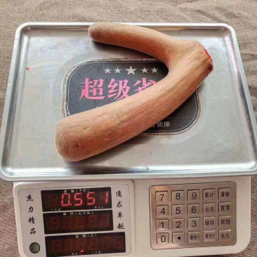 鲜鹿茸整只梅花鹿鹿茸二杠鹿茸东北吉林双阳鹿乡镇鹿厂直发