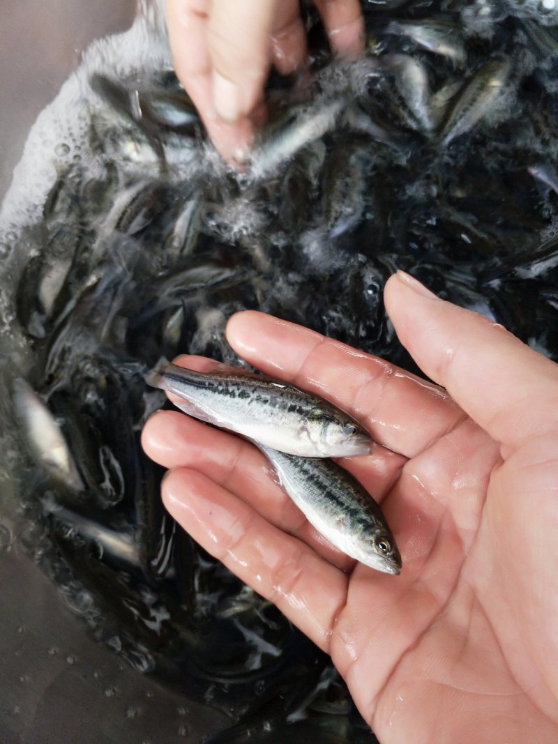 加洲鲈鱼苗（驯料大小规格专业发货）
