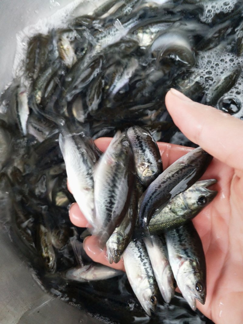 加洲鲈鱼苗（驯料大小规格专业发货）