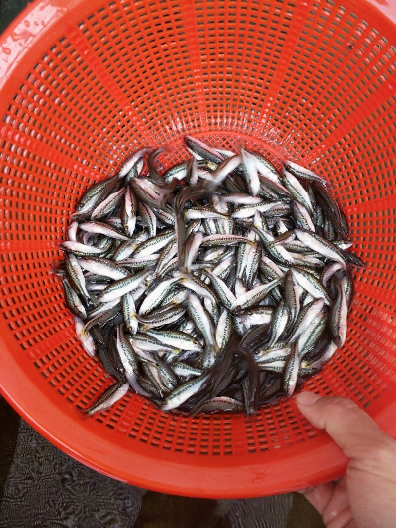 加洲鲈鱼苗（驯料大小规格专业发货）