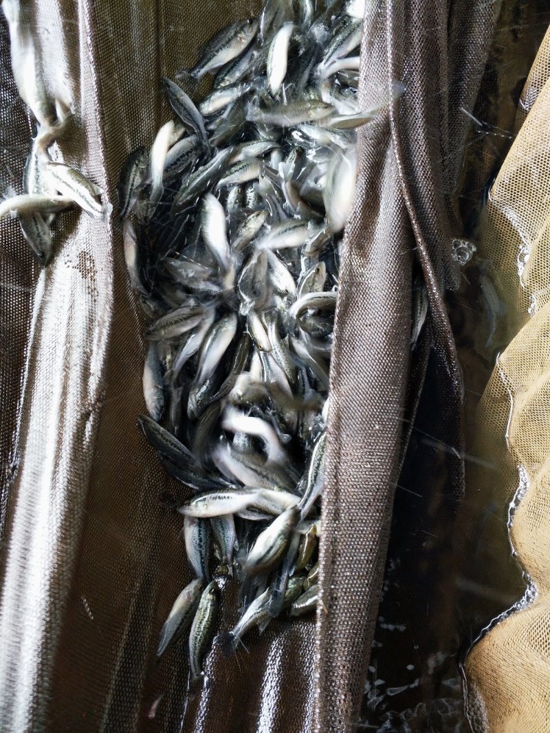 加洲鲈鱼苗（驯料大小规格专业发货）