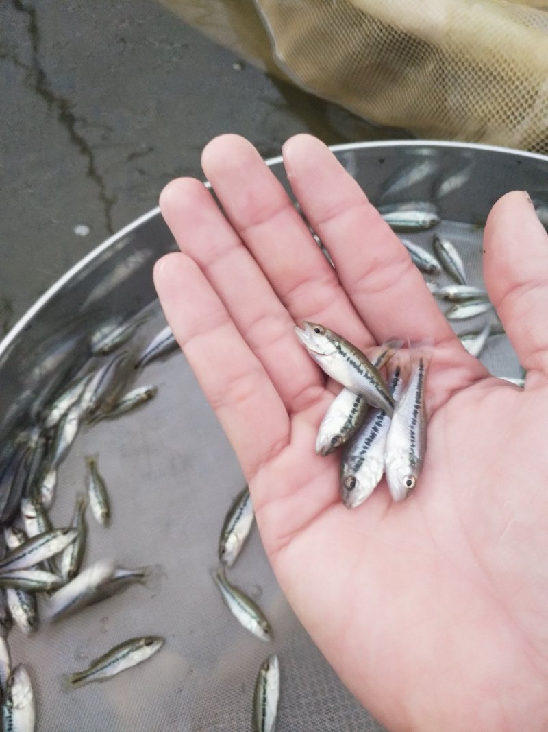加洲鲈鱼苗（驯料大小规格专业发货）