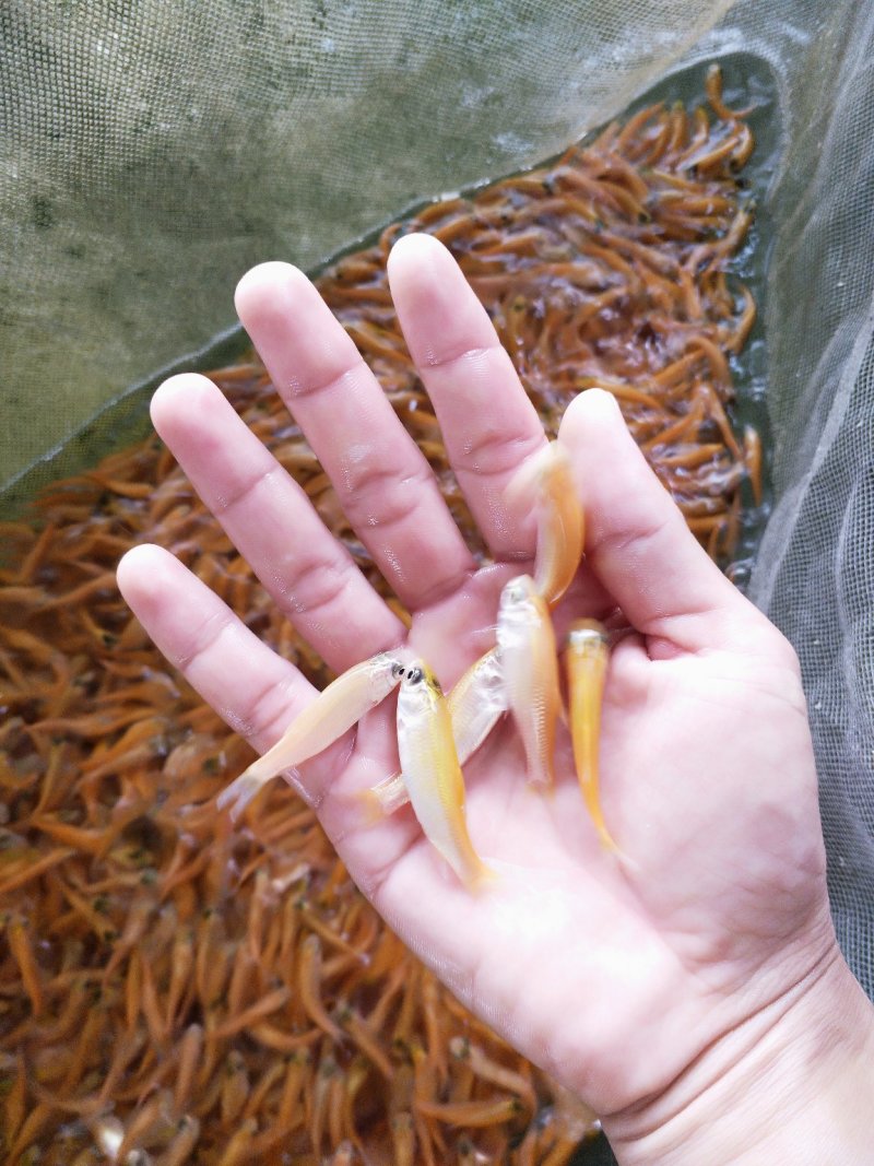 俄罗斯金丝鲩鱼苗支持空运快递大巴专业水车发货