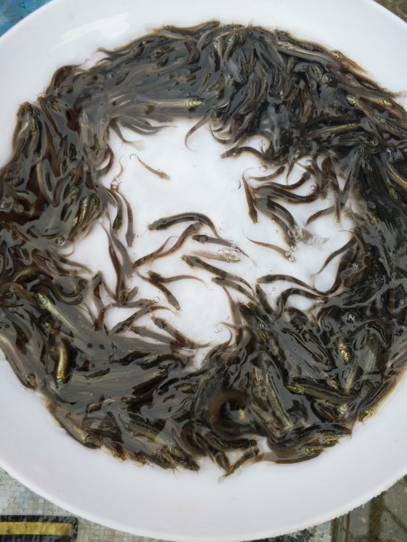 台湾泥鳅苗（包邮）（大小规格发货）