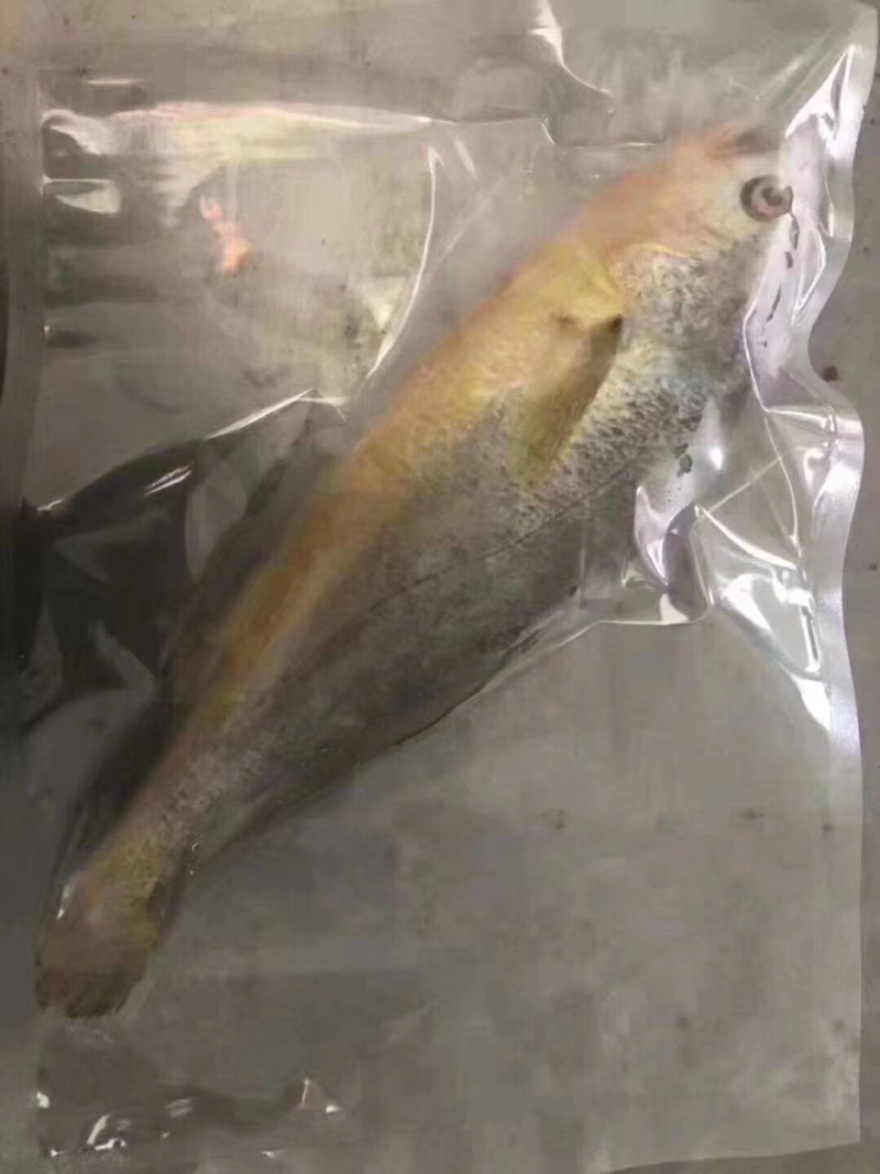 鲜活速冻大黄鱼，新鲜发货