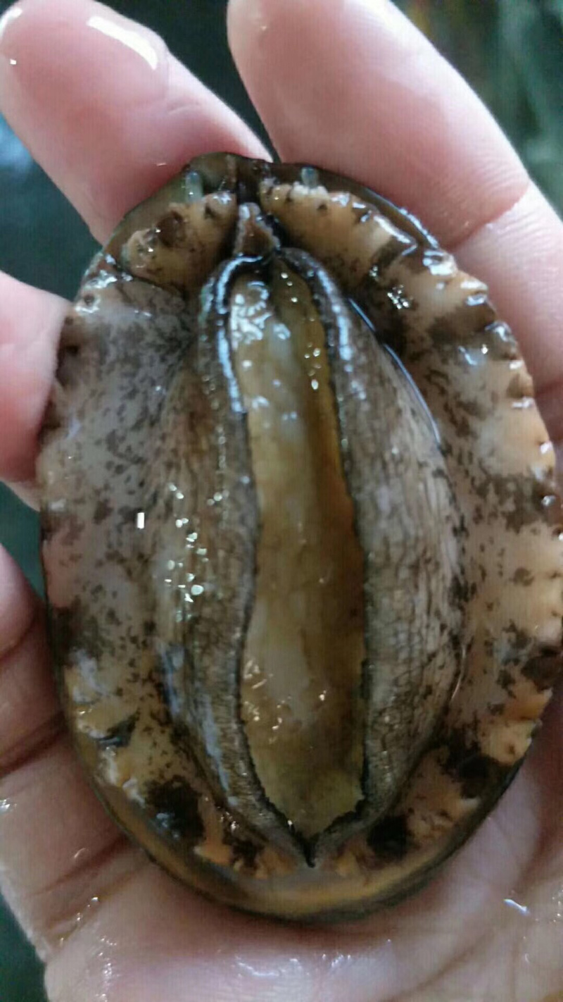 鲜活鲍鱼，新鲜发货，新鲜发货