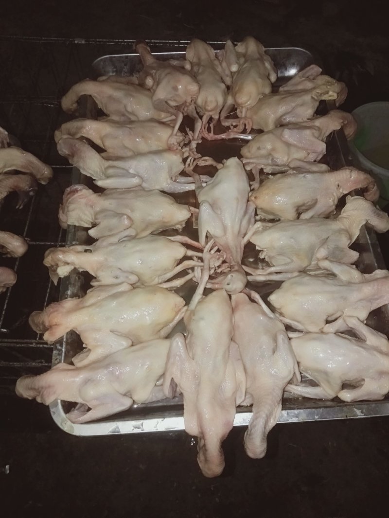 种鸽，商品鸽乳鸽可以快递，限四川省周边包成活，包技术指导