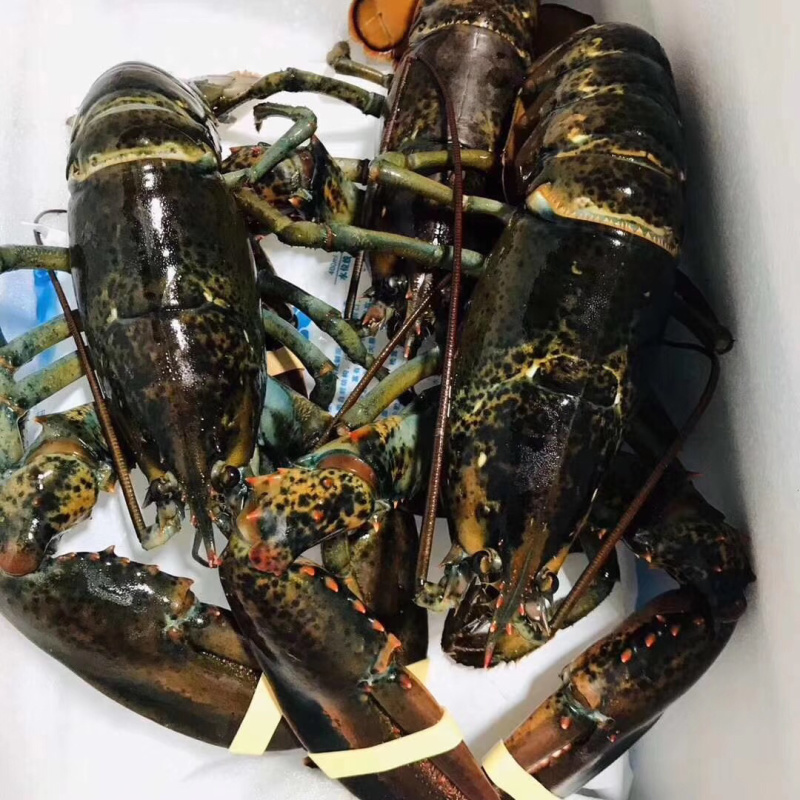 波士顿龙虾，波龙龙虾，鲜活发货