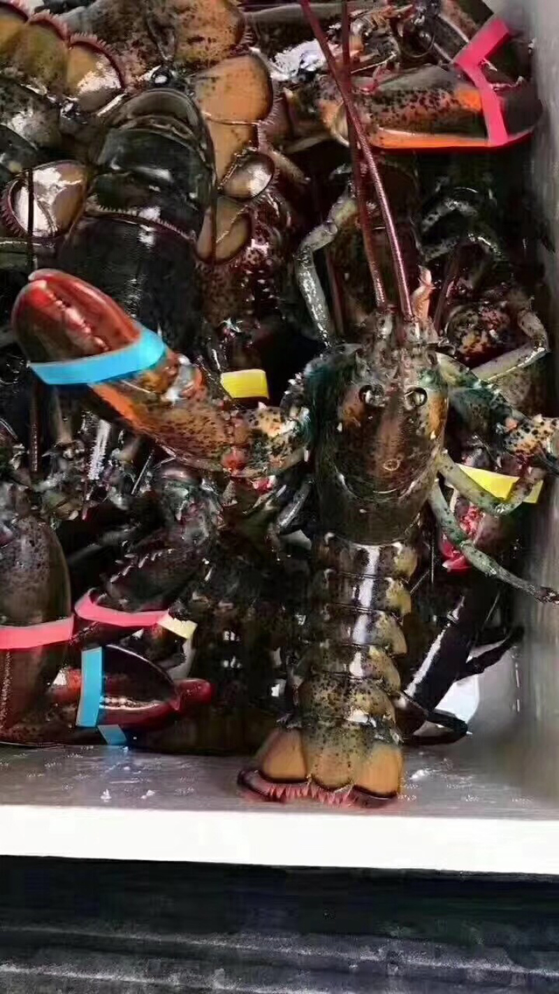 波士顿龙虾，波龙龙虾，鲜活发货
