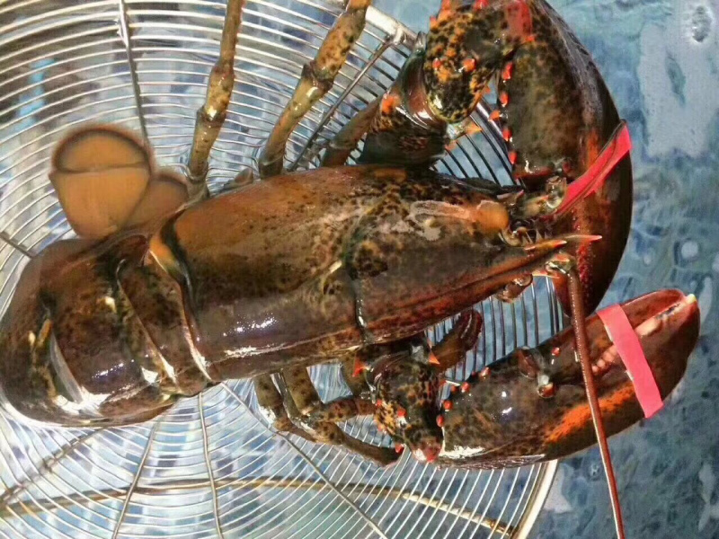 波士顿龙虾，波龙龙虾，鲜活发货