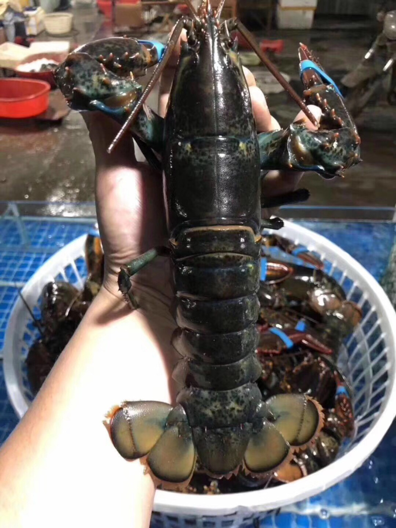 波士顿龙虾，波龙龙虾，鲜活发货