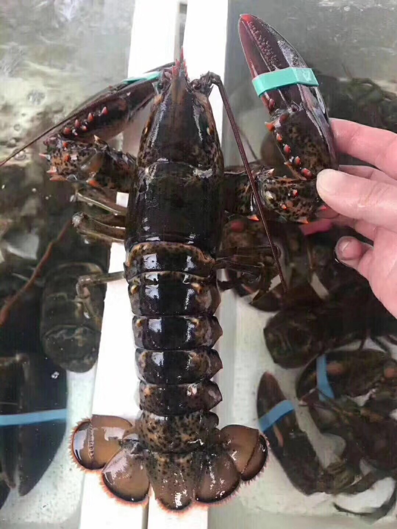 波士顿龙虾，波龙龙虾，鲜活发货