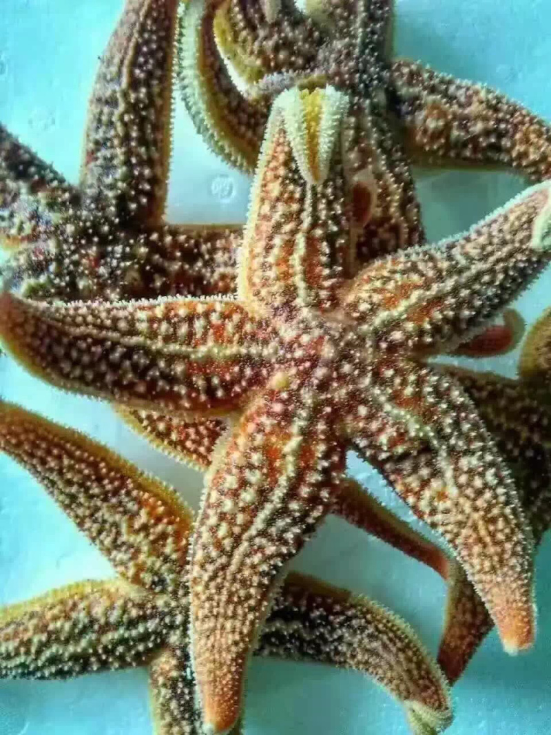 海星，熟冻海星，熟冻发货