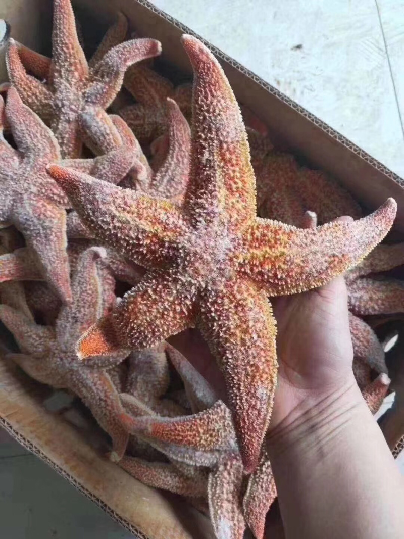 海星，熟冻海星，熟冻发货