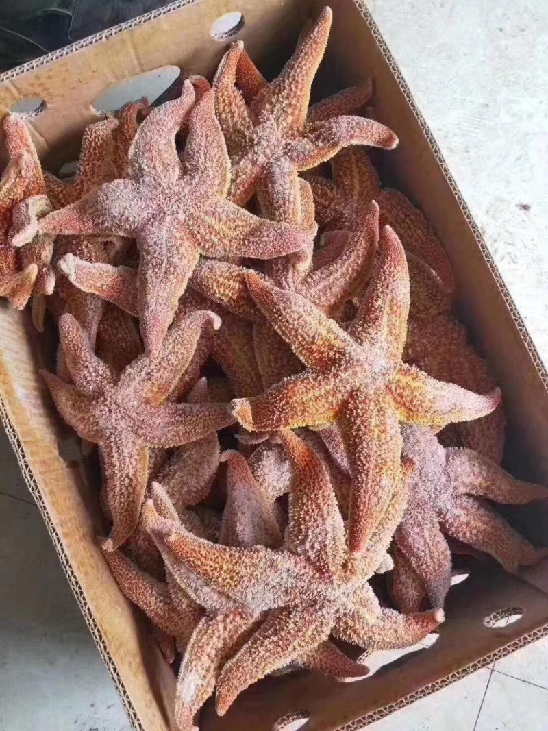 海星，熟冻海星，熟冻发货