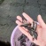 黑鱼苗(生鱼木鱼)(包邮价)