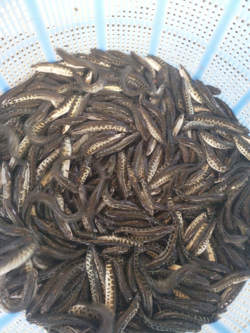 黑鱼苗（生鱼木鱼）（包邮价）