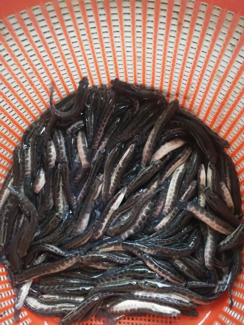 黑鱼苗（生鱼木鱼）（包邮价）