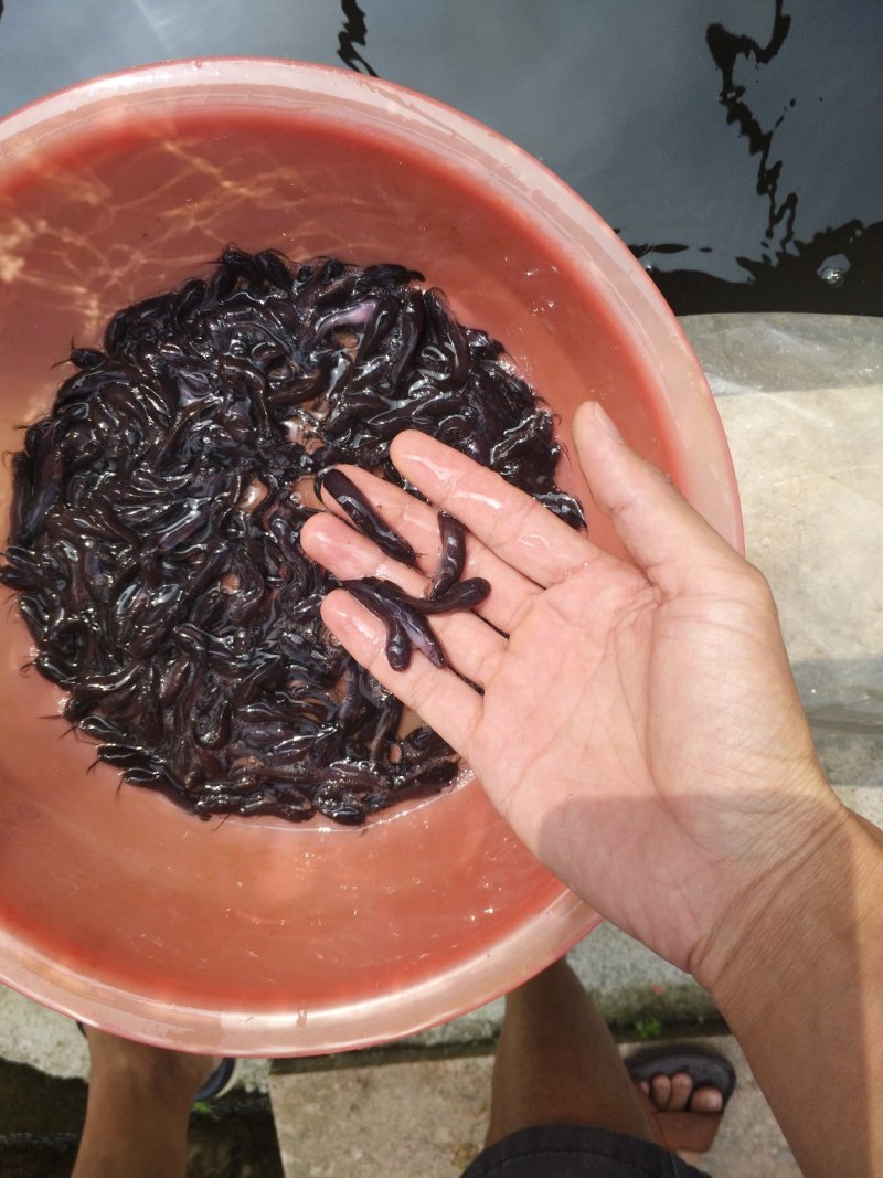 鲶鱼苗塘角鱼苗（包邮价）（三黄本地塘虱）