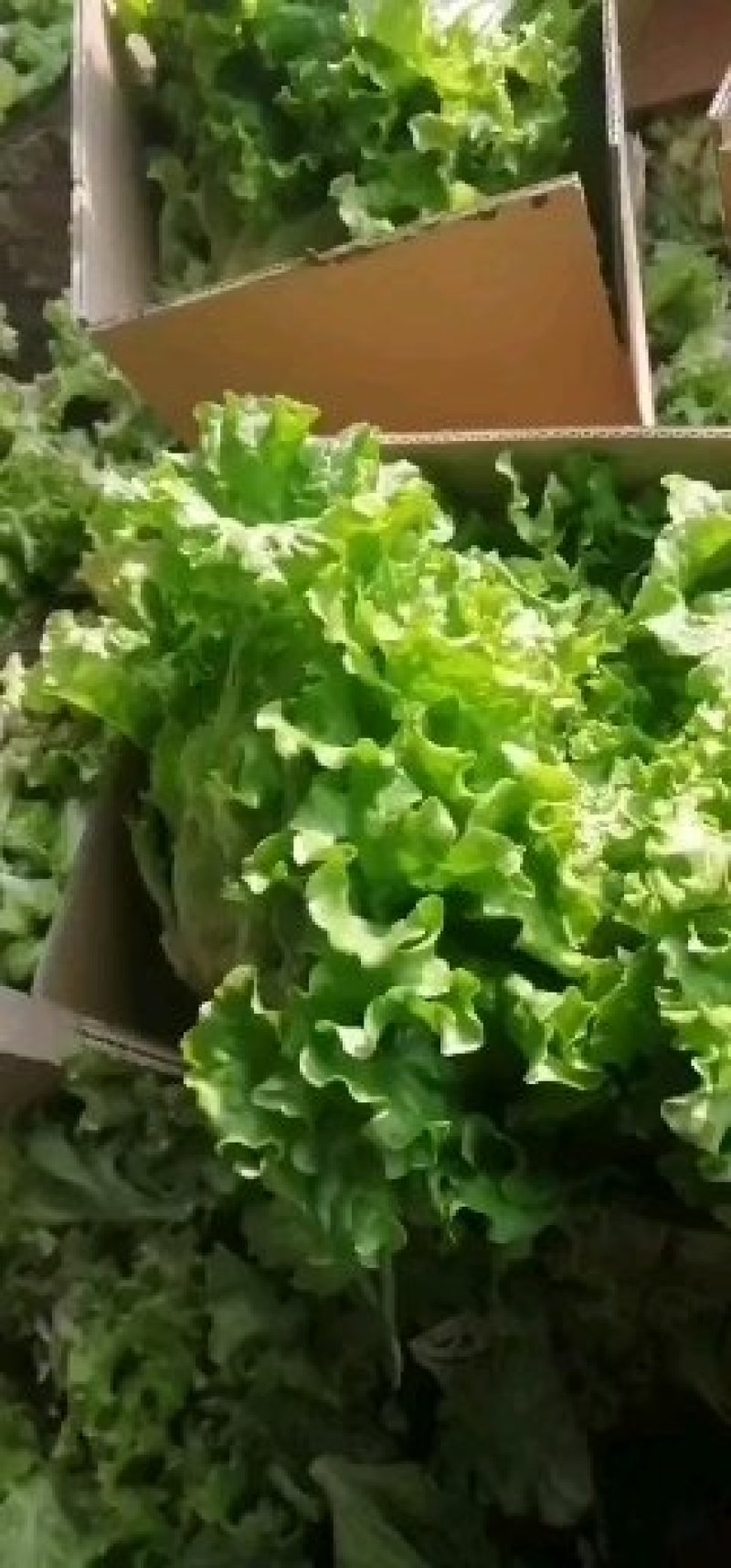 绿叶生菜上市，质优价廉