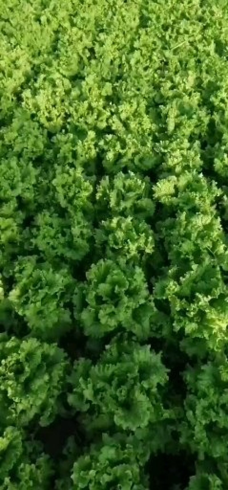 绿叶生菜上市，质优价廉
