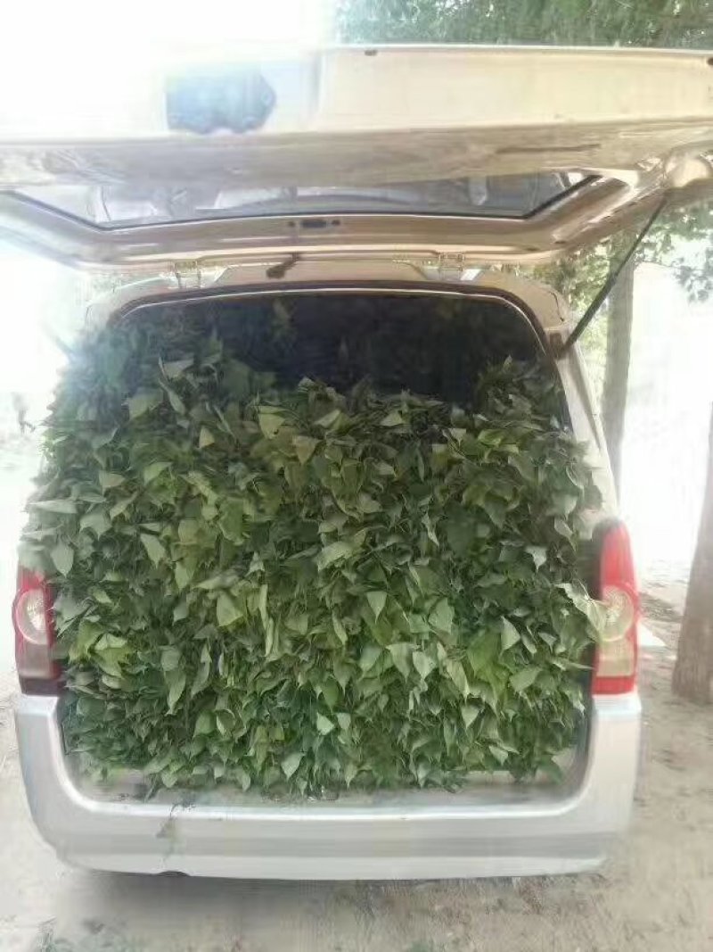 大量销售商薯19红薯苗，保证成活率