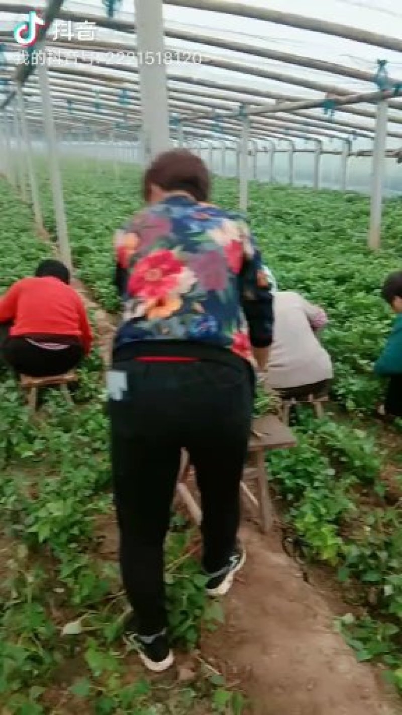 大量销售商薯19红薯苗，保证成活率