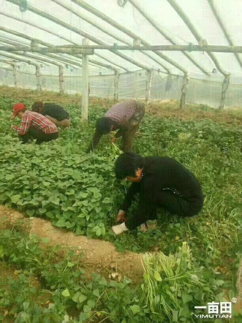 大量销售商薯19红薯苗，保证成活率
