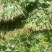大量销售商薯19红薯苗，保证成活率