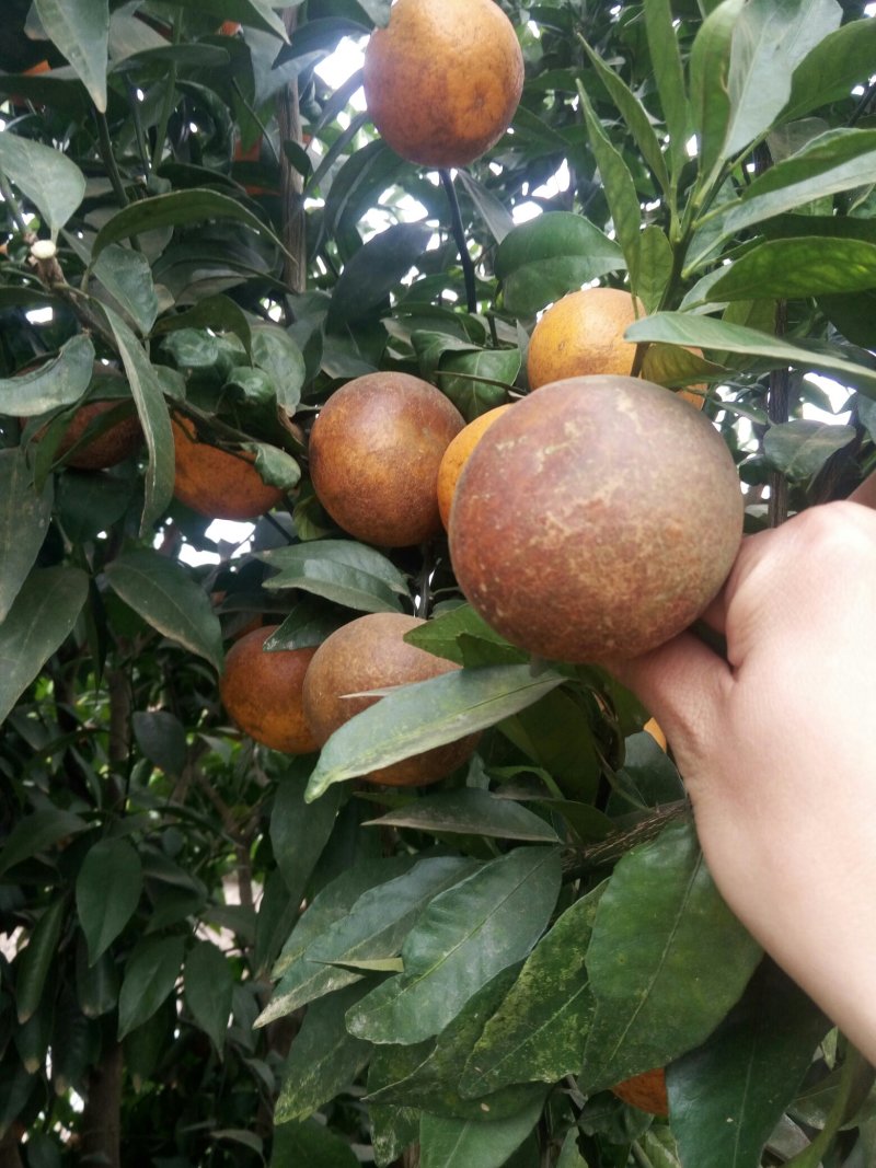 沃柑罗汉果